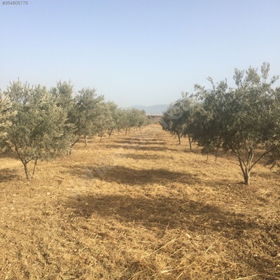 Ulucak Kemalpaşa'da satılık 5 buçuk dönüm yola cephe